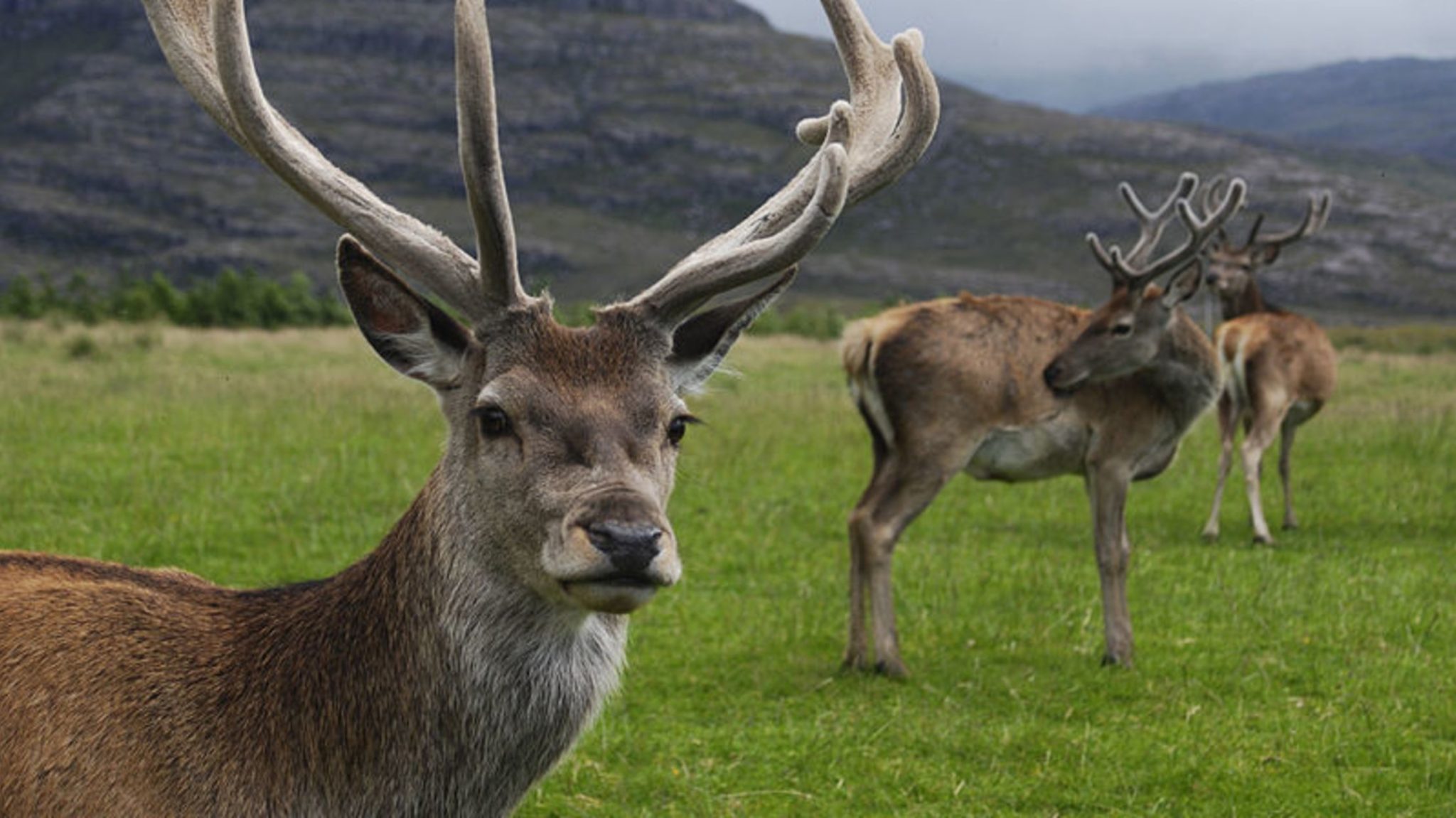 What’s the difference between Horns and Antlers? https//curiositynew